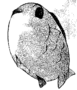 元の画像
